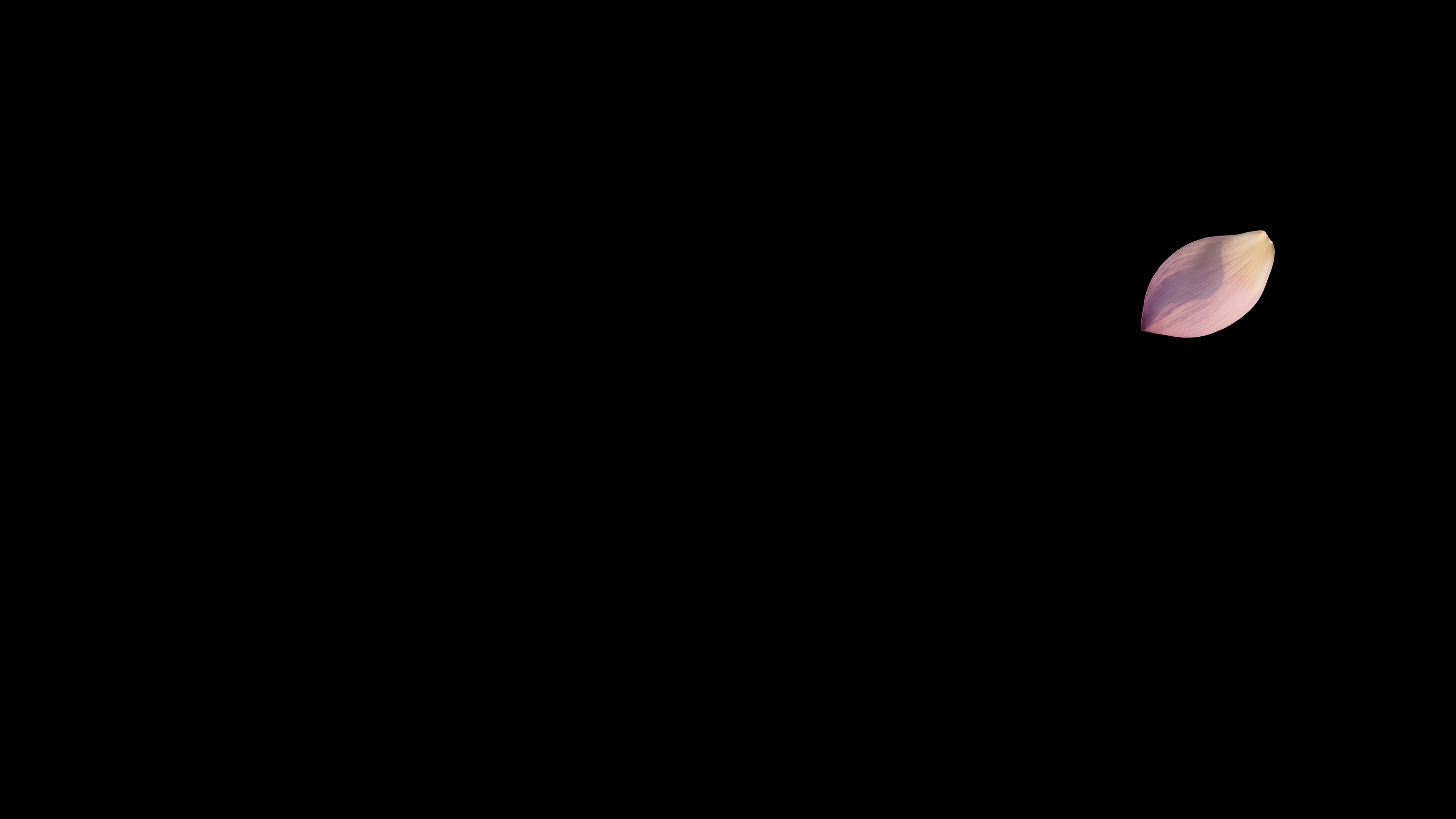 Lotus Petal In Black Void